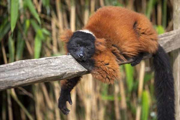 Röd Lemur Porträtt Naturliga Livsmiljö — Stockfoto