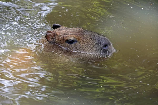 Wasserschwein Schwimmt Wasser Des Flusses — Stockfoto