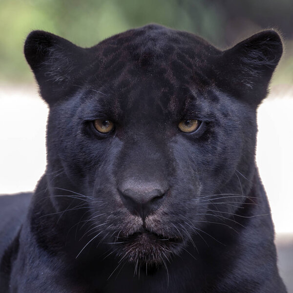 Young black jaguar predator animal