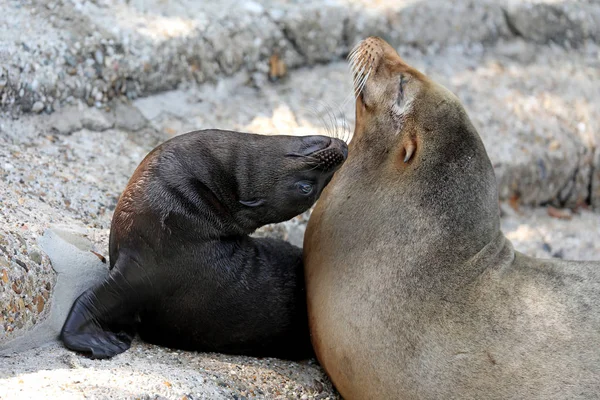 Cute sea lion cub with mother in nature