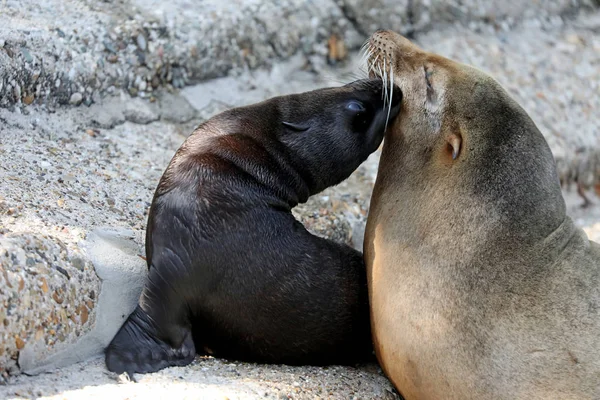 Bonito Filhote Leão Marinho Com Mãe Natureza — Fotografia de Stock