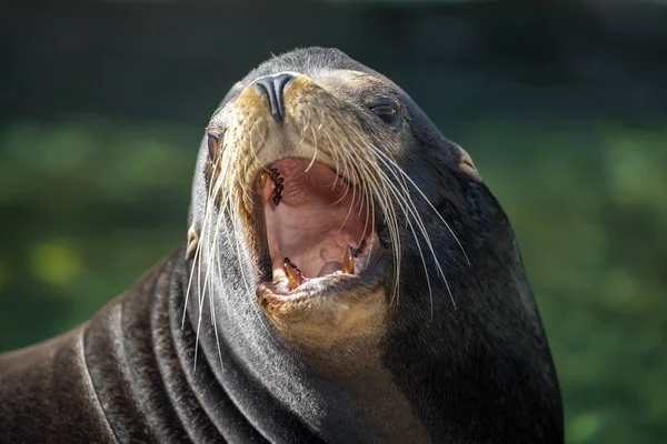 Samec Sea Lion Divoké Zvíře — Stock fotografie