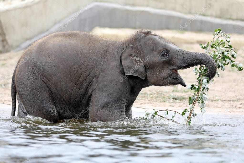 Young Indian Elephant playing in the water