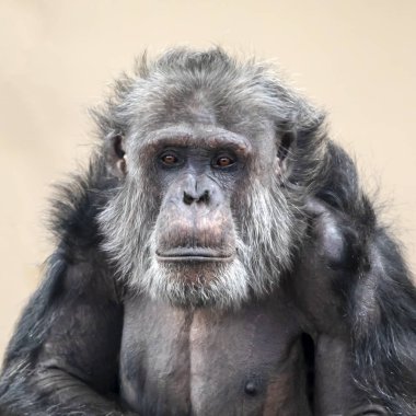 Yetişkin şempanze portre yaban hayatı kavramı