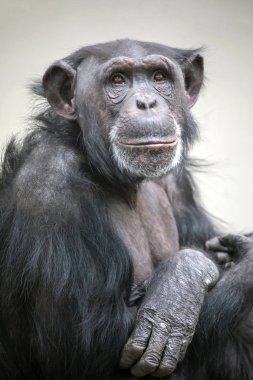 Yetişkin şempanze portre yaban hayatı kavramı