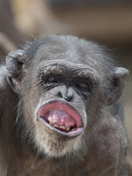 Erwachsene Schimpansen Portrait Wildlife Konzept — Stockfoto