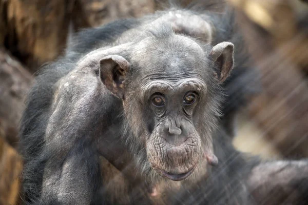 Pro Dospělé Šimpanz Portrét Wildlife Koncept — Stock fotografie