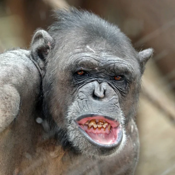 Adulte Chimpanzé Portrait Faune Concept — Photo