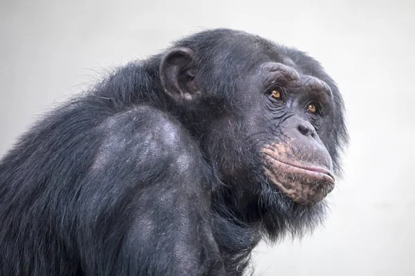 大人のチンパンジーの肖像画野生動物概念 — ストック写真