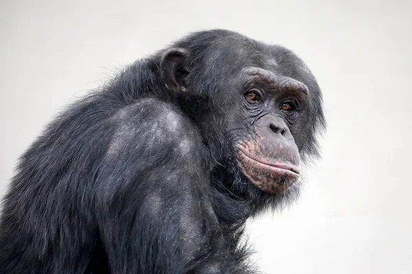 Yetişkin Şempanze Portre Yaban Hayatı Kavramı — Stok fotoğraf