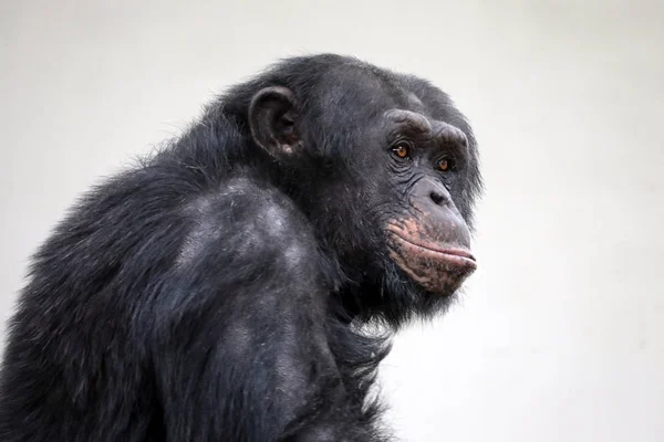 Pro Dospělé Šimpanz Portrét Wildlife Koncept — Stock fotografie