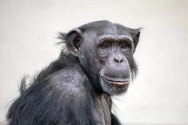 Vuxen Schimpans Porträtt Wildlife Koncept — Stockfoto