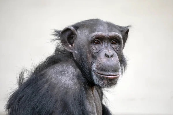 大人のチンパンジーの肖像画野生動物概念 — ストック写真