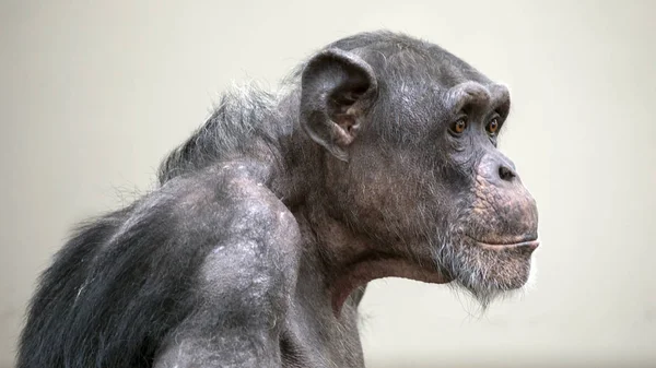 大人のチンパンジーの肖像画野生動物概念 — ストック写真