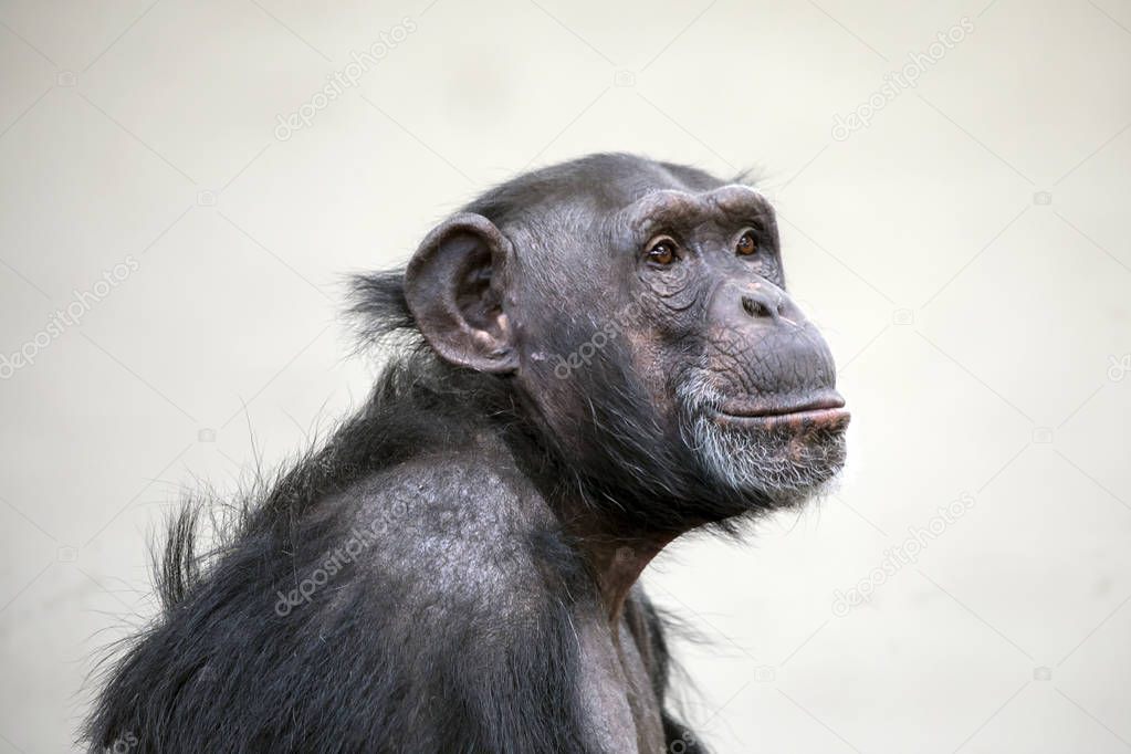 Adult Chimpanzee portrait wildlife concept