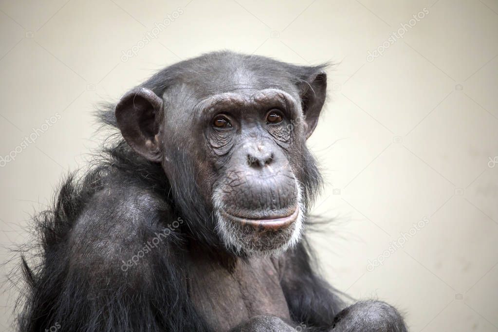 Adult Chimpanzee portrait wildlife concept