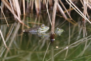 Gölet doğal ortamlarında gerçek kurbağa
