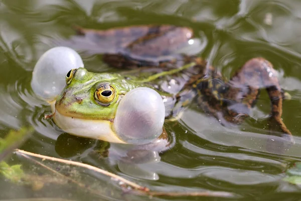 自然栖息地池塘中的真正青蛙 — 图库照片