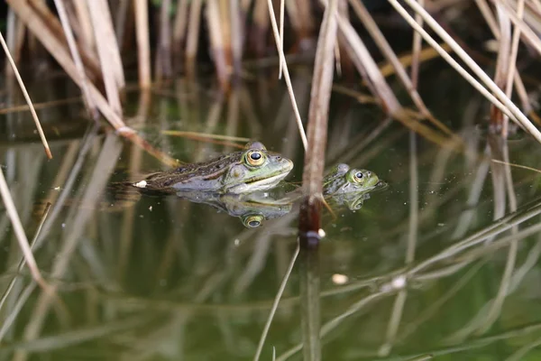 Gölet Doğal Ortamlarında Gerçek Kurbağa — Stok fotoğraf