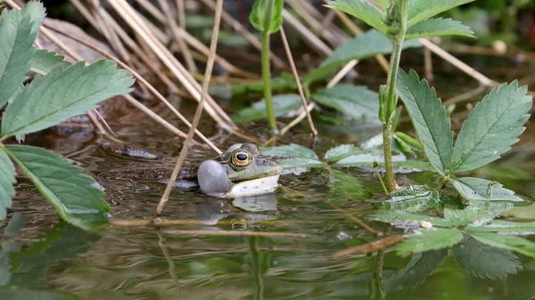 True frog in pond in natural habitat