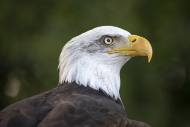 Yabani kuş Bald Eagle portresi