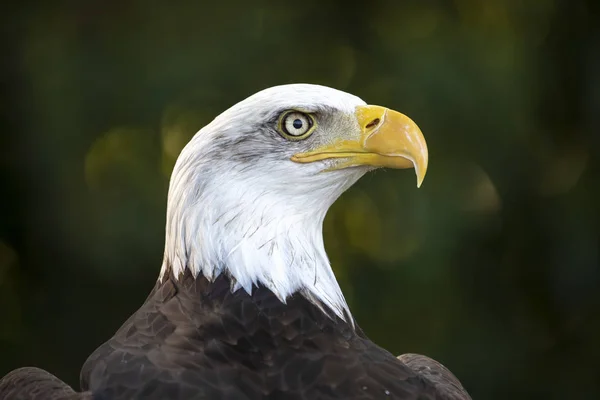 Vild Fågel Bald Eagle Porträtt — Stockfoto