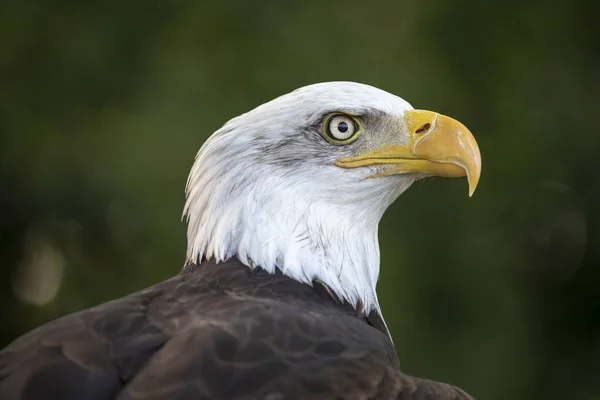 Pássaro Selvagem Bald Eagle Retrato — Fotografia de Stock