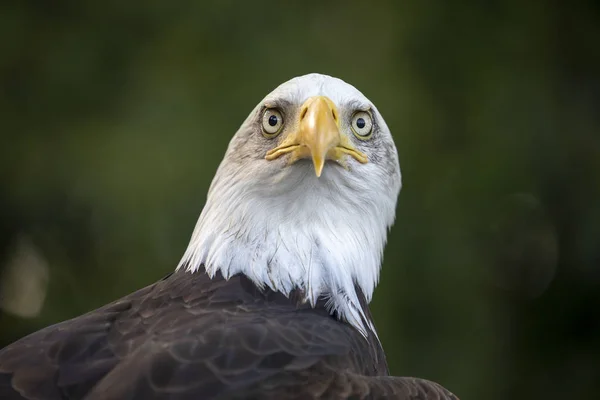 Wild Bird Bald Eagle Portrait — Stock Photo, Image
