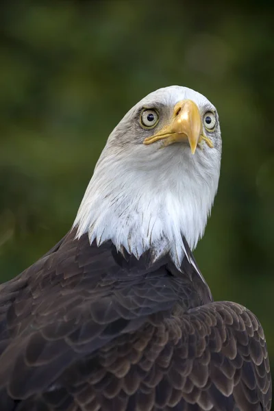 Wildvogel Weißkopfseeadler Porträt — Stockfoto