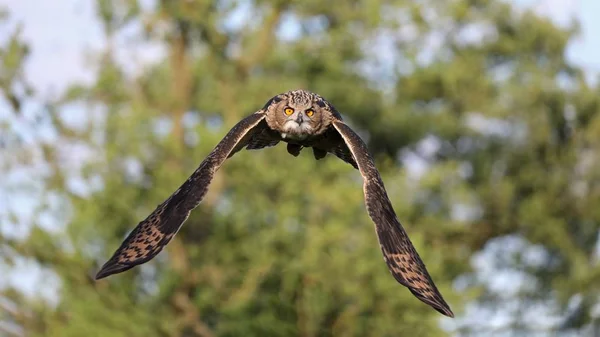 Eurasian Eagle Owl Přirozeném Prostředí — Stock fotografie