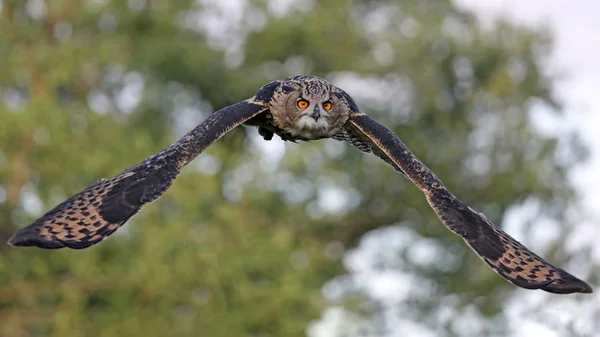 Eurasian Eagle Owl Přirozeném Prostředí — Stock fotografie