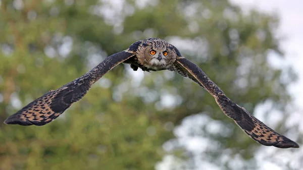 Búho Águila Eurasiática Hábitat Natural — Foto de Stock