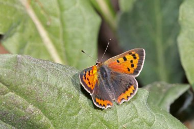 close-up view of small copper butterfly clipart