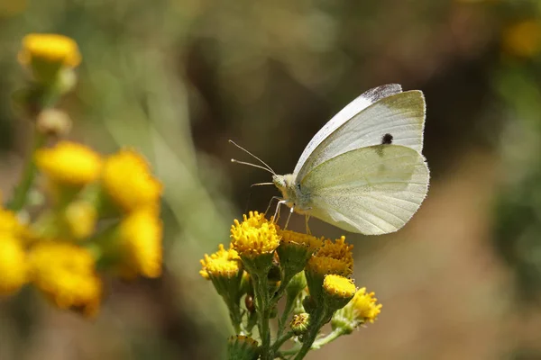 Nahaufnahme Eines Grüngeäderten Weißen Schmetterlings — Stockfoto