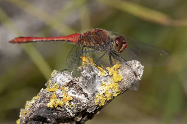 Vista Cerca Ruddy Darter — Foto de Stock