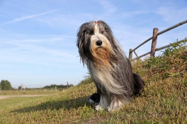 Açık havada güneşli gün oturmuş sakallı kömür ocağı köpek