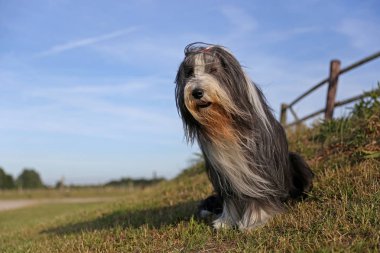 Açık havada güneşli gün oturmuş sakallı kömür ocağı köpek