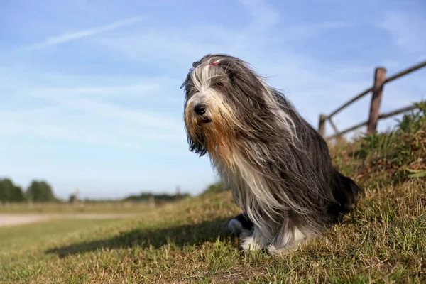 Barbudo Collie Cão Sentado Livre Dia Ensolarado — Fotografia de Stock