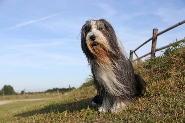 Bearded Collie Dog Sitting Outdoors Sunny Day — Stock Photo, Image