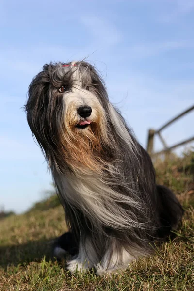 Brodaty Collie Pies Siedzi Zewnątrz Słoneczny Dzień — Zdjęcie stockowe