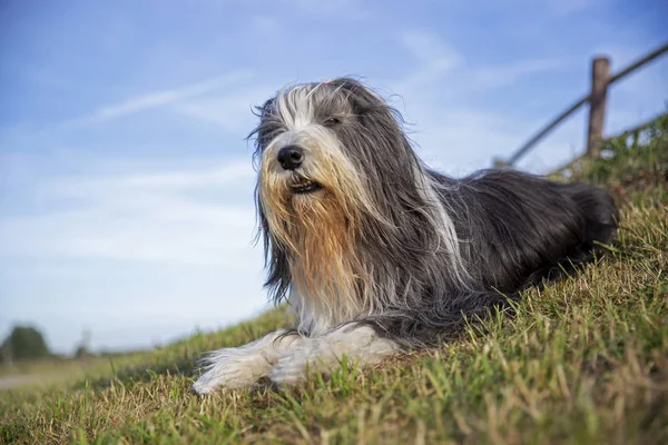 Brodaty Collie Pies Siedzi Zewnątrz Słoneczny Dzień — Zdjęcie stockowe