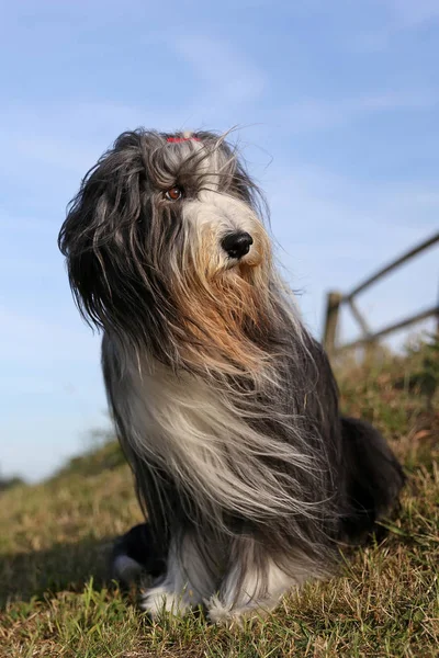 Bärtiger Collie Hund Sitzt Sonnigem Tag Freien — Stockfoto