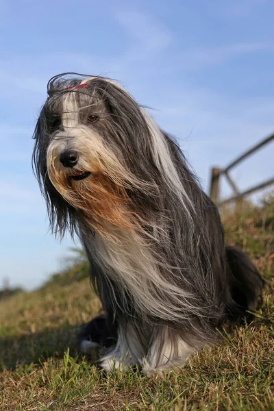 Bearded Collie Hund Sitta Utomhus Vid Solig Dag — Stockfoto