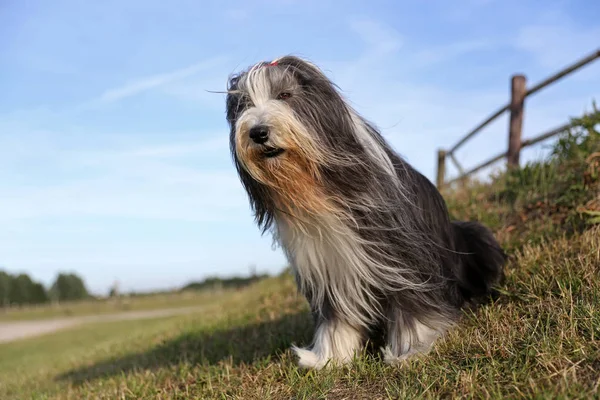 Barbudo Collie Cão Sentado Livre Dia Ensolarado — Fotografia de Stock