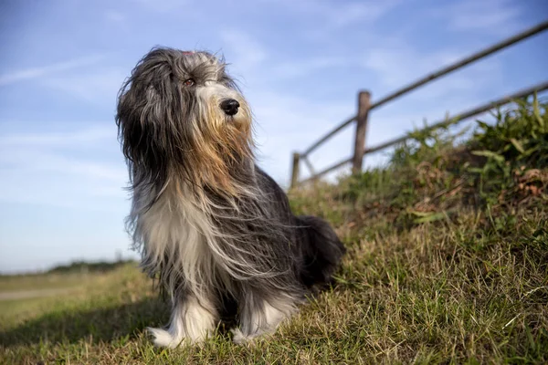 Bärtiger Collie Hund Sitzt Sonnigem Tag Freien — Stockfoto