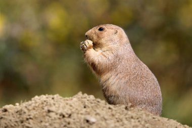 Siyah-kuyruk bozkır köpek doğal ortamlarında 