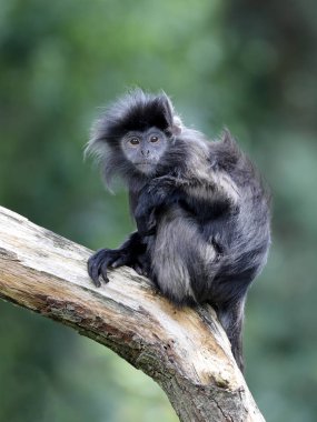 Genç Cava lutung doğal ortamlarında 