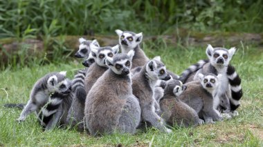 cute Ring Tailed lemurs in natural habitat  clipart