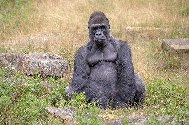 Silverback gorilla portrait in natural habitat  clipart
