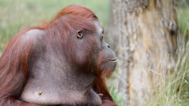 doğal yaşam alanı içinde dişi orangutan portresi 